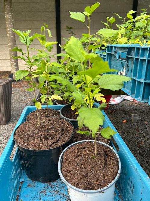 Uitzoeken hibiscus plantjes stekjes, ✅ nu  2 GRATIS, Tuin en Terras, Planten | Tuinplanten, Overige soorten, Volle zon, Zomer
