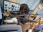 Taxidermie opgezette dieren verzameling geweien schedels, Ophalen of Verzenden