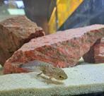 Axolotl wildkleur (Ambystoma mexicanum), Dieren en Toebehoren, Amfibie, 0 tot 2 jaar