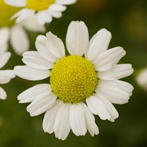Zaden reukeloze kamille - inheems, Tuin en Terras, Bloembollen en Zaden, Zaad, Voorjaar, Volle zon, Ophalen of Verzenden