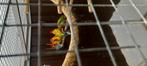 Rosellas, Dieren en Toebehoren, Meerdere dieren