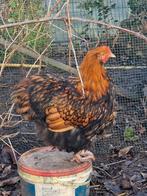 Orpington groothoen haan, Dieren en Toebehoren, Pluimvee, Mannelijk, Kip