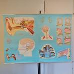 Grote medische wandplaat – het oor en het evenwichtsorgaan, Antiek en Kunst, Ophalen, Natuur en Biologie