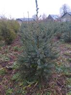 kerstbomen, Ophalen, Nieuw
