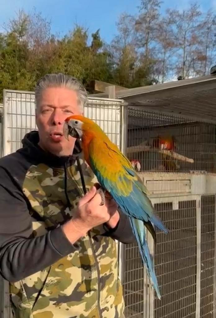 ara tropicana / camelot rood & geel, Dieren en Toebehoren, Vogels | Parkieten en Papegaaien, Papegaai, Meerdere dieren, Pratend