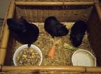 Te koop aangeboden: Gezonde jonge cavia's beertjes & zeugjes, Dieren en Toebehoren, Knaagdieren, Meerdere dieren, Cavia, Na 1 juli 2024