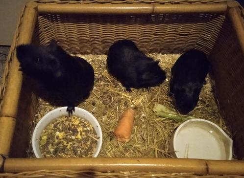 Te koop aangeboden: Gezonde jonge cavia's beertjes & zeugjes, Dieren en Toebehoren, Knaagdieren, Meerdere dieren, Cavia, Na 1 juli 2024