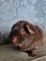 US Teddy cavia choco, Dieren en Toebehoren, Knaagdieren, Cavia, Juni, Mannelijk, Tam