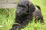 F 4 Labradoodlepups-medium formaat-gezond en lief, Overige rassen, 8 tot 15 weken, CDV (hondenziekte), Meerdere