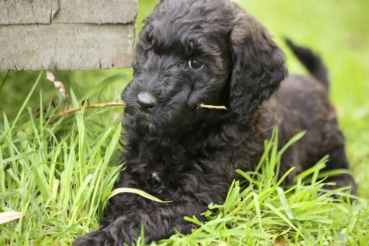 F 4 Labradoodlepups-medium formaat-gezond en lief, Dieren en Toebehoren, Honden | Retrievers, Spaniëls en Waterhonden, Meerdere dieren