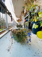 Aardewerk plantenpot met plant, Ophalen, Gebruikt, Balkon, Rond