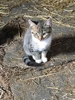 Kitten jong poesje lapjeskat, Poes, Kortharig, 0 tot 2 jaar