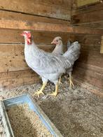 Cream legbar kuikens koppel, Dieren en Toebehoren, Mannelijk, Overige soorten