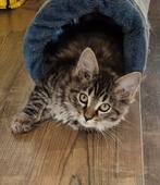Main Coon x Ragdoll kittens 12 weken oud, Meerdere dieren, Gechipt, 0 tot 2 jaar