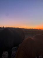 Stalhulp aangeboden, 33 - 40 uur, Overige vormen