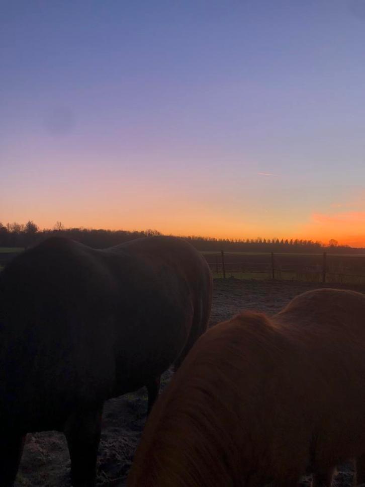 Stalhulp aangeboden, Vacatures, Profielen | Man/Vrouw zoekt werk, Overige vormen, 33 - 40 uur