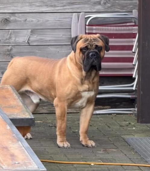 Ter Dekking Aangeboden diverse dekreuen., Dieren en Toebehoren, Honden | Bulldogs, Pinschers en Molossers, Reu, Fokker | Hobbymatig