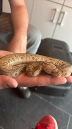 Pastel Clown vrouw, Dieren en Toebehoren, Reptielen en Amfibieën