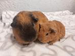 2 zeugen, Dieren en Toebehoren, Knaagdieren, Cavia, Vrouwelijk, November, Tam