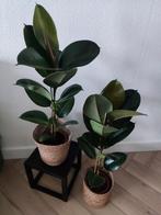 2 Ficus Robusta kamerplanten, Huis en Inrichting, Minder dan 100 cm, Ficus, Ophalen of Verzenden, Halfschaduw