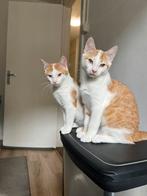 2 geweldige gezonde gechipte/gevaccineerde kittens & spullen, Dieren en Toebehoren, Katten en Kittens | Raskatten | Korthaar, Meerdere dieren