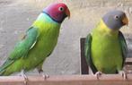 pruimkop parkieten, Dieren en Toebehoren, Meerdere dieren, Parkiet, Geringd