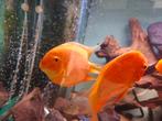Heros 17/15cm, Dieren en Toebehoren, Vis