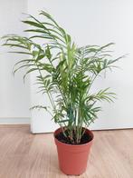 Chamaedorea Elegans - Mexicaanse Bergpalm H: 55 cm., Ophalen, Palm, Halfschaduw, Minder dan 100 cm