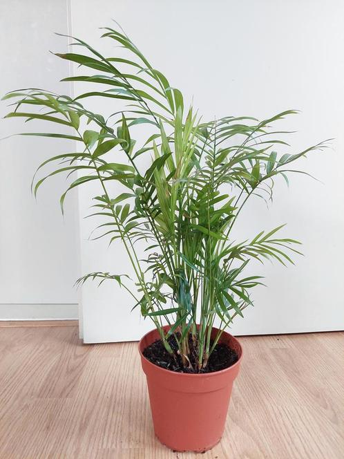Chamaedorea Elegans - Mexicaanse Bergpalm H: 55 cm., Huis en Inrichting, Kamerplanten, Palm, Minder dan 100 cm, Groene kamerplant