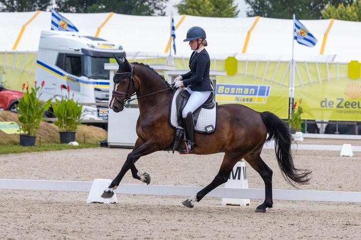 Tuiger merrie, Dieren en Toebehoren, Paarden, Merrie, 160 tot 165 cm, Recreatiepaard