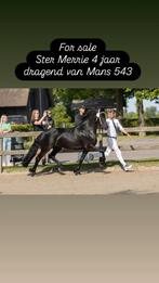 Mooie drachtige merrie 4 jaar, Merrie