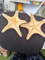 Gedroogde Zeesterren - Decoratie, Ophalen of Verzenden, Gebruikt