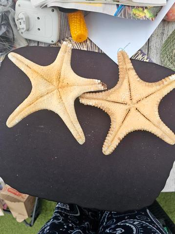 Gedroogde Zeesterren - Decoratie beschikbaar voor biedingen