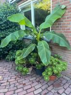 Grote banaan musa basjoo ca 2 meter hoig, Ophalen, Overige soorten, Volle zon