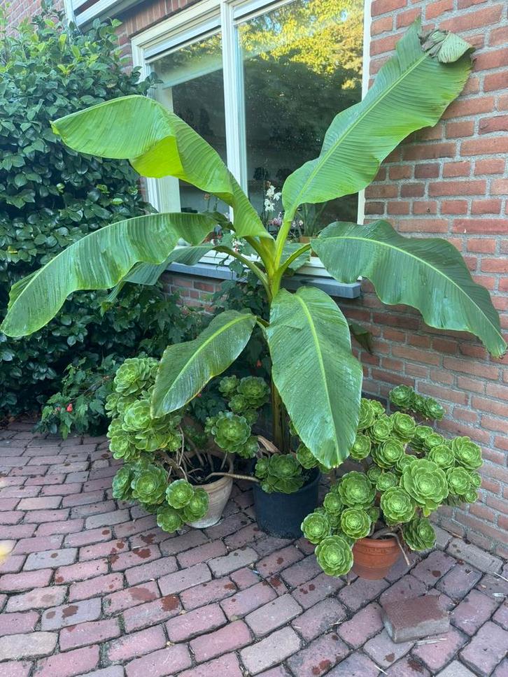 Grote banaan musa basjoo ca 2 meter hoig, Tuin en Terras, Planten | Tuinplanten, Overige soorten, Volle zon, Ophalen