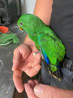 Jonge edelpapagaai man en pop, Dieren en Toebehoren, Vogels | Parkieten en Papegaaien, Meerdere dieren, Parkiet