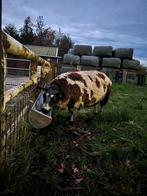 Drachtig bont schaap, Dieren en Toebehoren, Schapen, Geiten en Varkens, Vrouwelijk, Schaap