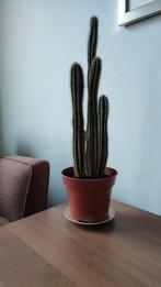 hoge cactus kamerplant af te halen in Gorinchem, Huis en Inrichting, Kamerplanten, Ophalen, Cactus, Volle zon, Minder dan 100 cm
