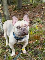Lieve teef zoekt super baasje, Dieren en Toebehoren, Honden | Bulldogs, Pinschers en Molossers, CDV (hondenziekte), Teef, Bulldog