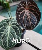 Anthurium HURC King of Spades'HU' x Red Crystallinum, Ophalen of Verzenden, Overige soorten, Minder dan 100 cm