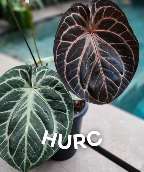 Anthurium HURC King of Spades'HU' x Red Crystallinum, Huis en Inrichting, Kamerplanten, Overige soorten, Minder dan 100 cm, Ophalen of Verzenden
