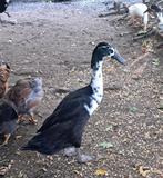 Loopeend/fleseend mannelijk, Dieren en Toebehoren, Pluimvee, Mannelijk, Eend