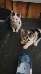 Leuke boerderij kittens, Dieren en Toebehoren, Katten en Kittens | Overige Katten, Meerdere dieren, Kortharig, 0 tot 2 jaar