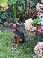 Toy terriër puppy's, Nederland, Rabiës (hondsdolheid), 8 tot 15 weken, Eén hond