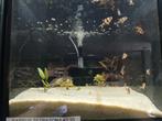 Barbus tetrazona, Dieren en Toebehoren, Vissen | Aquariumvissen, Vis