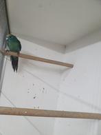 Kakarikie man, Mannelijk, Parkiet, Geringd