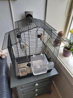 Vogelkooi met vogel, Dieren en Toebehoren, Vogels | Hokken en Kooien, Ophalen, Gebruikt, Metaal, Vogelkooi