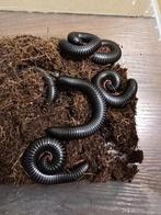 Congo Giant Black Millipede – Spiropoeus fischeri, Dieren en Toebehoren, Bijen