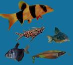 Een paar vissen ivm stoppen aquarium, gratis, Dieren en Toebehoren, Vissen | Aquariumvissen, Zoetwatervis, Vis