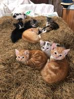 Kittens te koop, Dieren en Toebehoren, Katten en Kittens | Overige Katten, Meerdere dieren, 0 tot 2 jaar